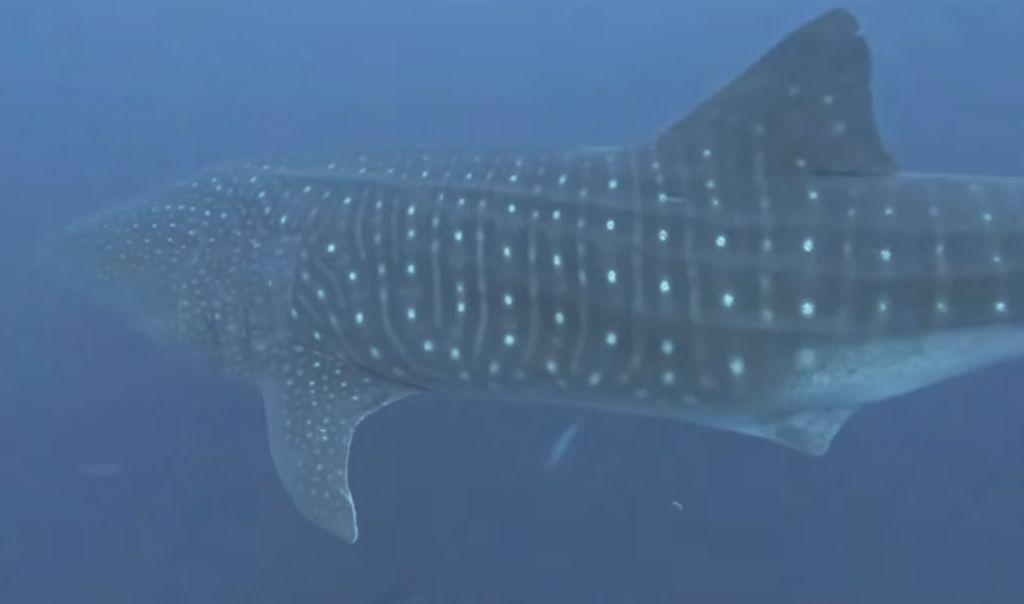 e81a4f73-e916-4205-8412-e7caab898ab7