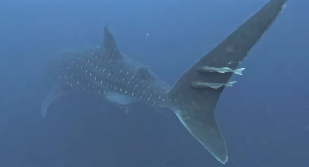 e81a4f73-e916-4205-8412-e7caab898ab7