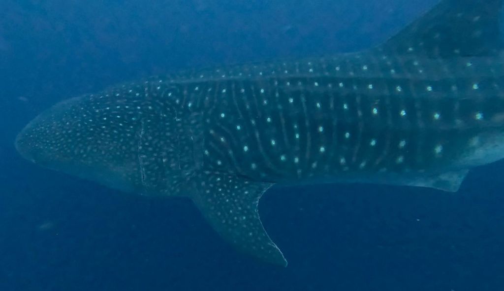 e81a4f73-e916-4205-8412-e7caab898ab7