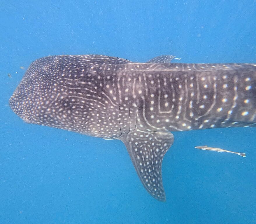 8190b8c5-c25a-4503-84b0-4c490ecf3a98