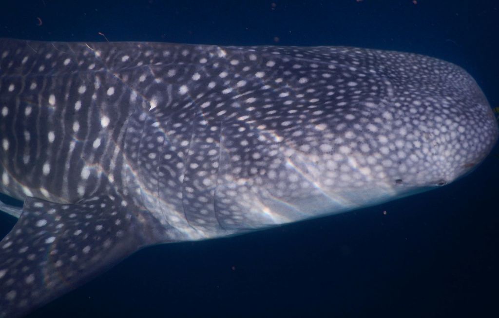 0eea8c61-7dd5-460b-9131-6e1e9974473c