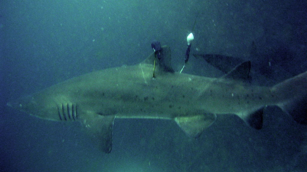 895a7791-f384-46e1-89df-1c6a776ddf67