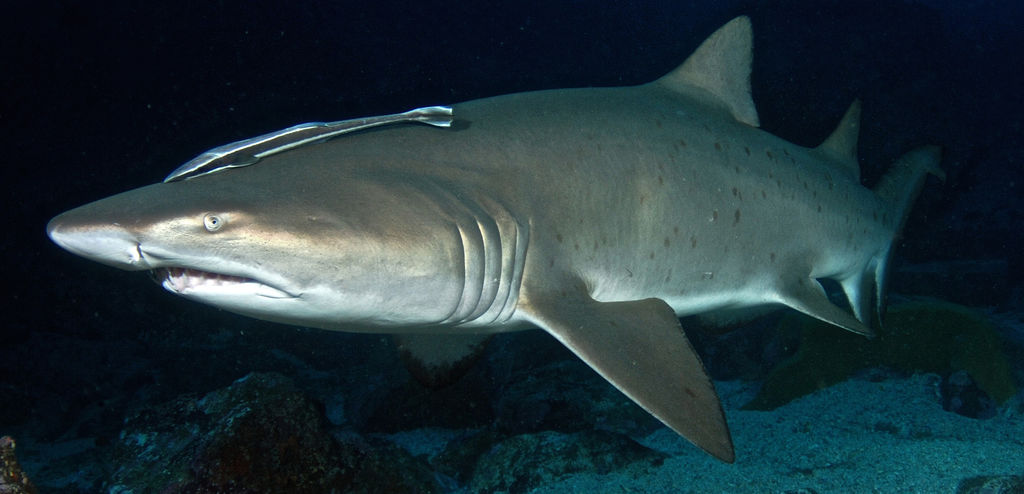 2e2bfa24-e7a8-41cb-a25a-62ddfe1a0a42