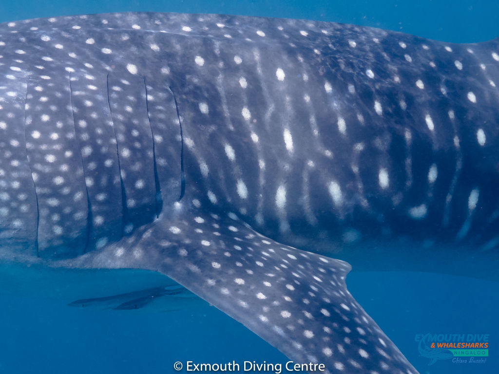 20d45945-1e97-4157-8029-8a5154878ebc