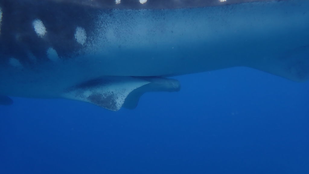 4de028e5-d32e-42f6-aafc-d3c64d5da98d