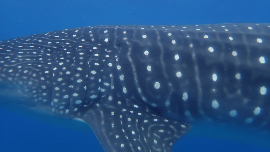 4de028e5-d32e-42f6-aafc-d3c64d5da98d