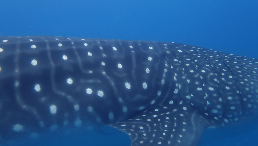 4de028e5-d32e-42f6-aafc-d3c64d5da98d