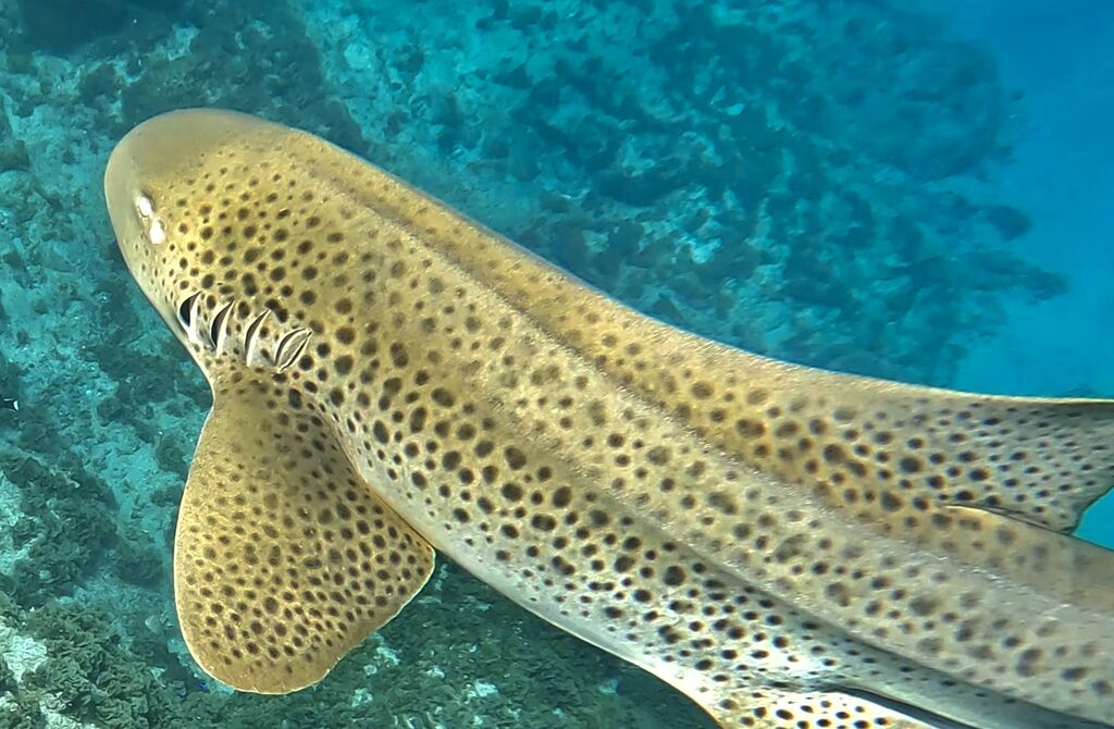 a62dc779-4720-4379-9956-9be28e2e9720