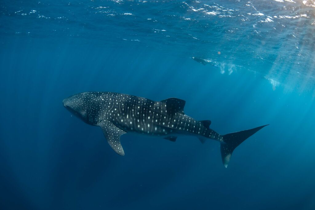 c6830f81-e76c-4002-acb3-cd7444b617ea