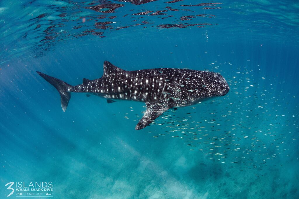 ba5e7397-d4fb-4c29-bd36-79d97bc7483d