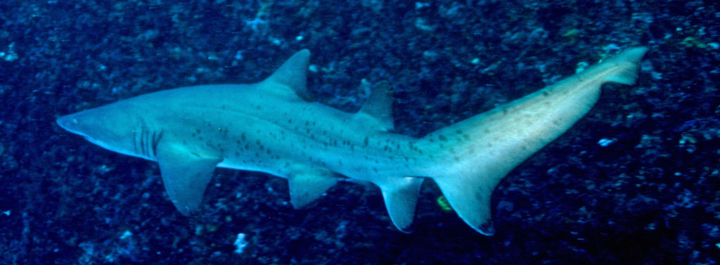 a86d41de-f027-468f-a624-34a980874745