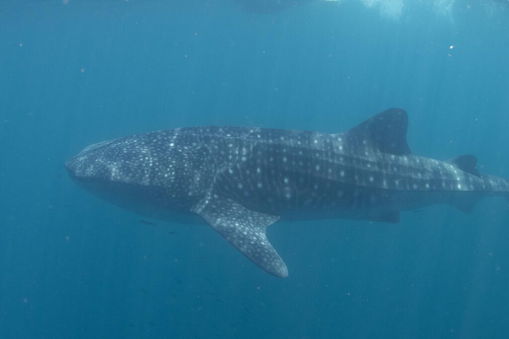 e8710aa2-28ce-463b-8881-fd578c88637c