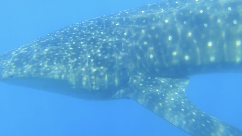 2e926cef-70ce-4027-93c6-17226b896b88