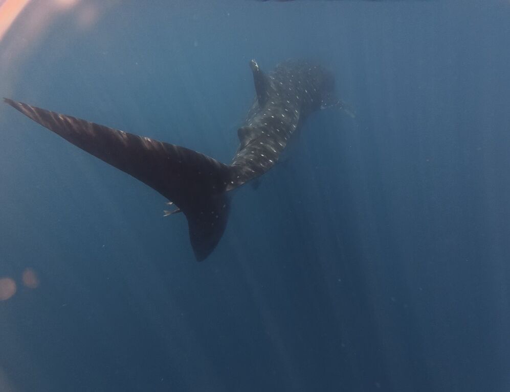 2e926cef-70ce-4027-93c6-17226b896b88