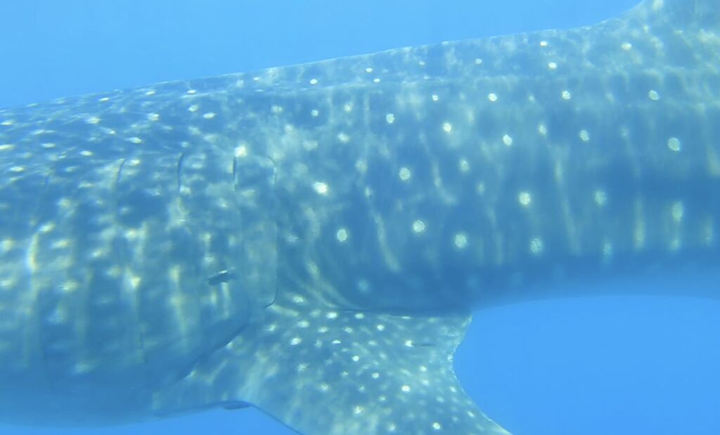 2e926cef-70ce-4027-93c6-17226b896b88