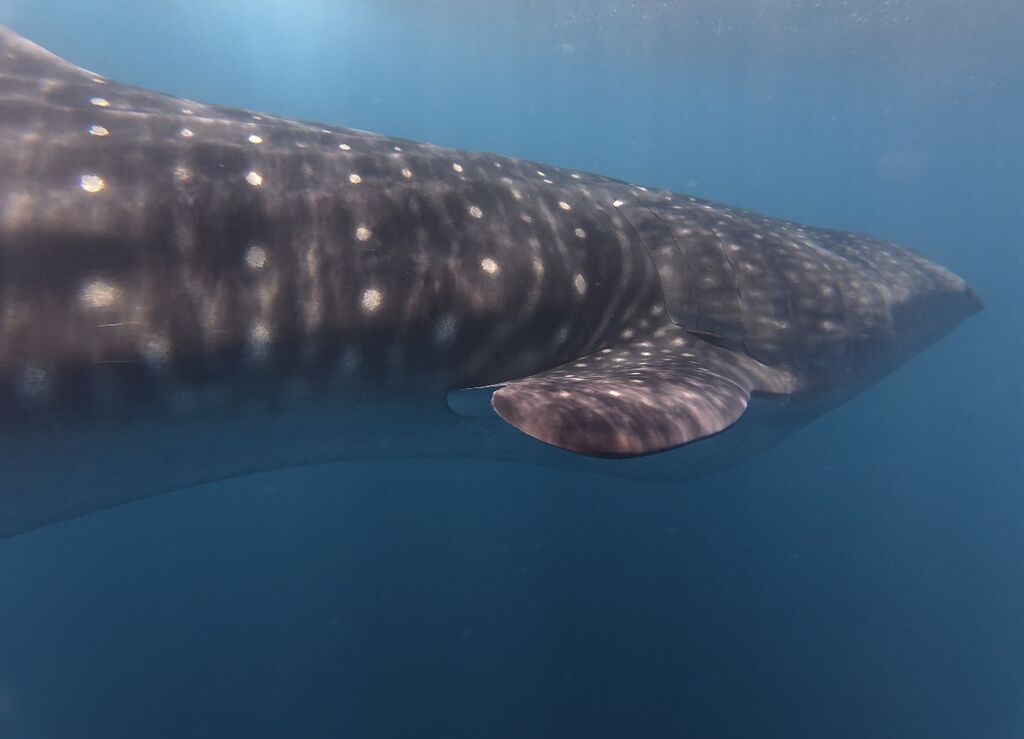 2e926cef-70ce-4027-93c6-17226b896b88