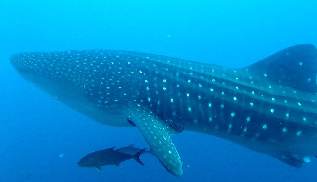 862c047a-b2d0-4237-b524-f4581618b626