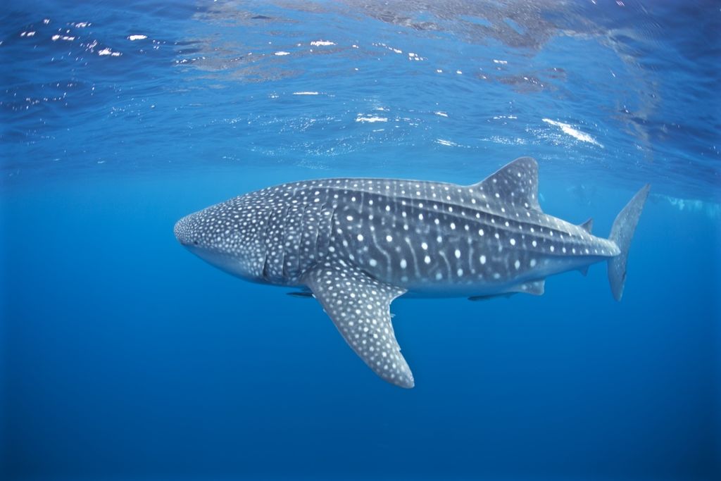 4eb63fb5-838c-4be0-8da1-500876c999ec