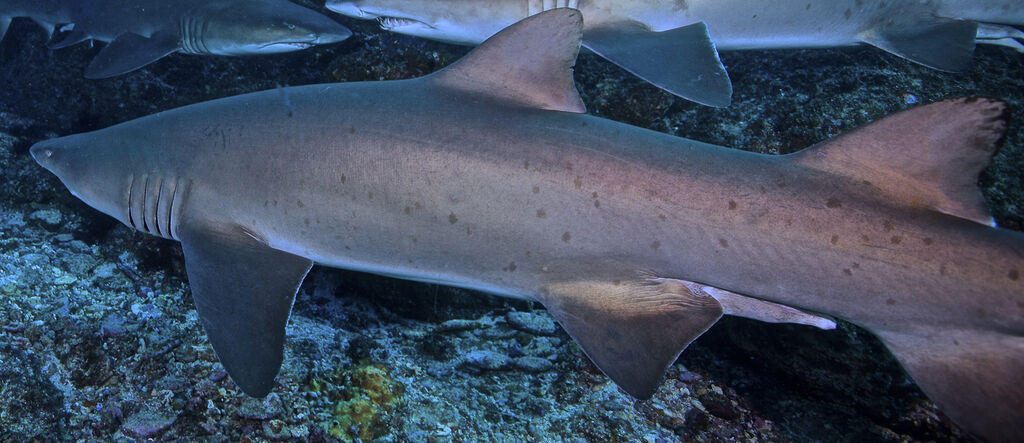 543ad930-07d0-4868-af76-ef55df55ea6a