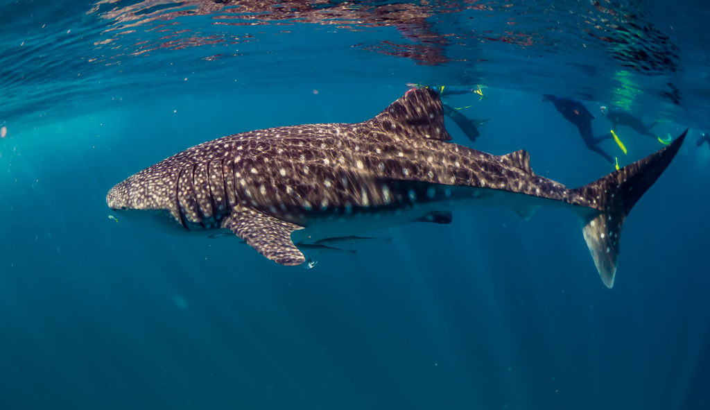 8a4185c2-5868-49e6-bdd6-3bd225affcec