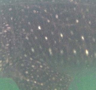 fc980109-cb52-416e-aa68-efc041599ea1