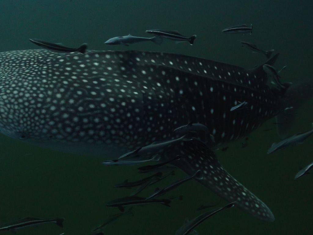 815882d2-8ada-42c2-b036-53d63aa1a9f8