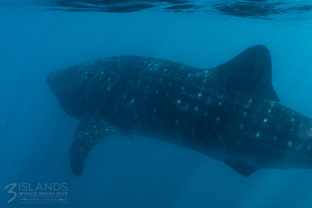 29bceb0b-f5d4-4078-be17-0724535cf84f