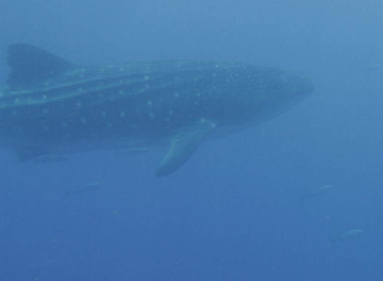 df1a1a17-08be-423c-be9f-6b3c045a8639