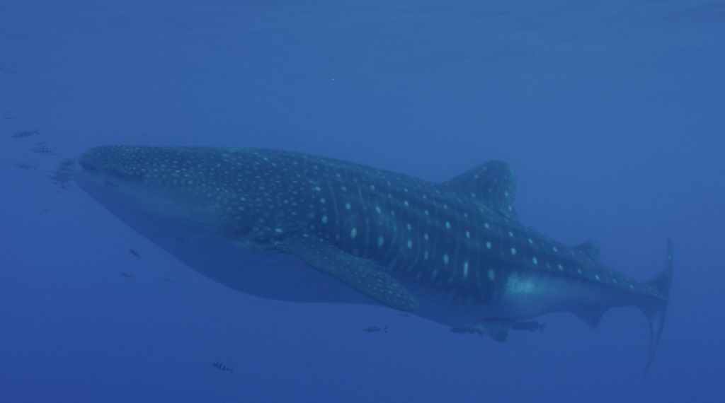 df1a1a17-08be-423c-be9f-6b3c045a8639