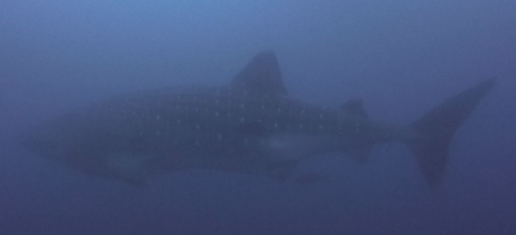 a8879d91-4cd5-4036-a4d7-fec285973787