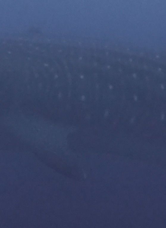 a8879d91-4cd5-4036-a4d7-fec285973787