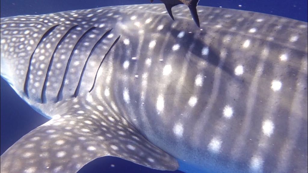 2fae00ea-7061-4450-9db7-7b0acc271b41