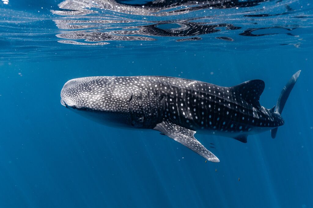 864e74ad-6b55-480a-8565-4efb6d1a29ea