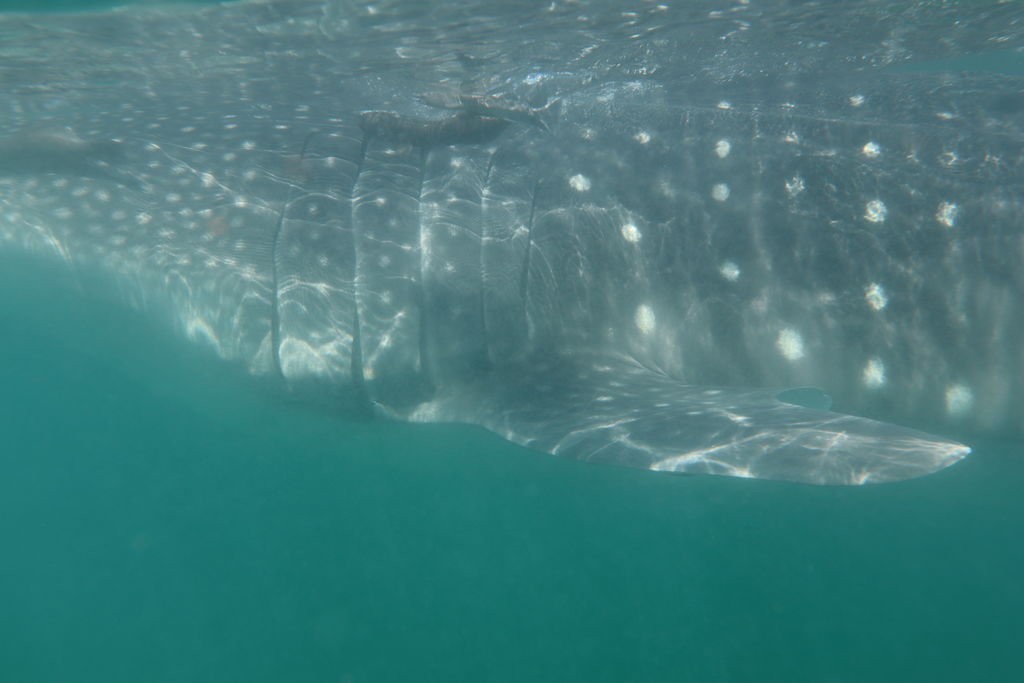 5a7a810b-5026-40a6-a5f8-0881163a652b