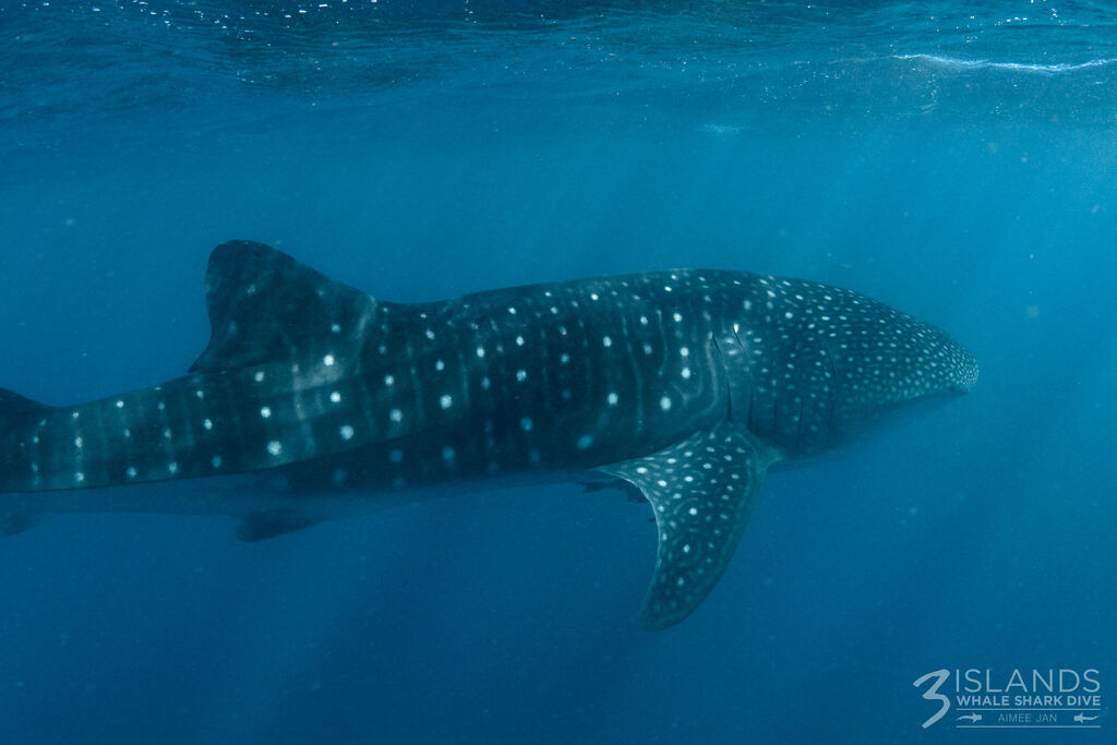 a1715363-4a6e-4bb9-9267-78960e4a1e93