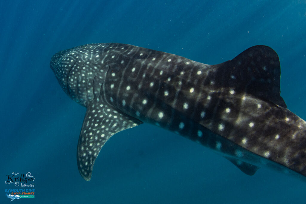 08a1ed45-dd46-4329-86e2-c3dc795c027b