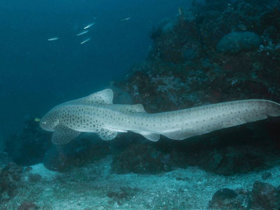 2cea99ab-6b0e-42d9-8ef0-fd599c4e34cd