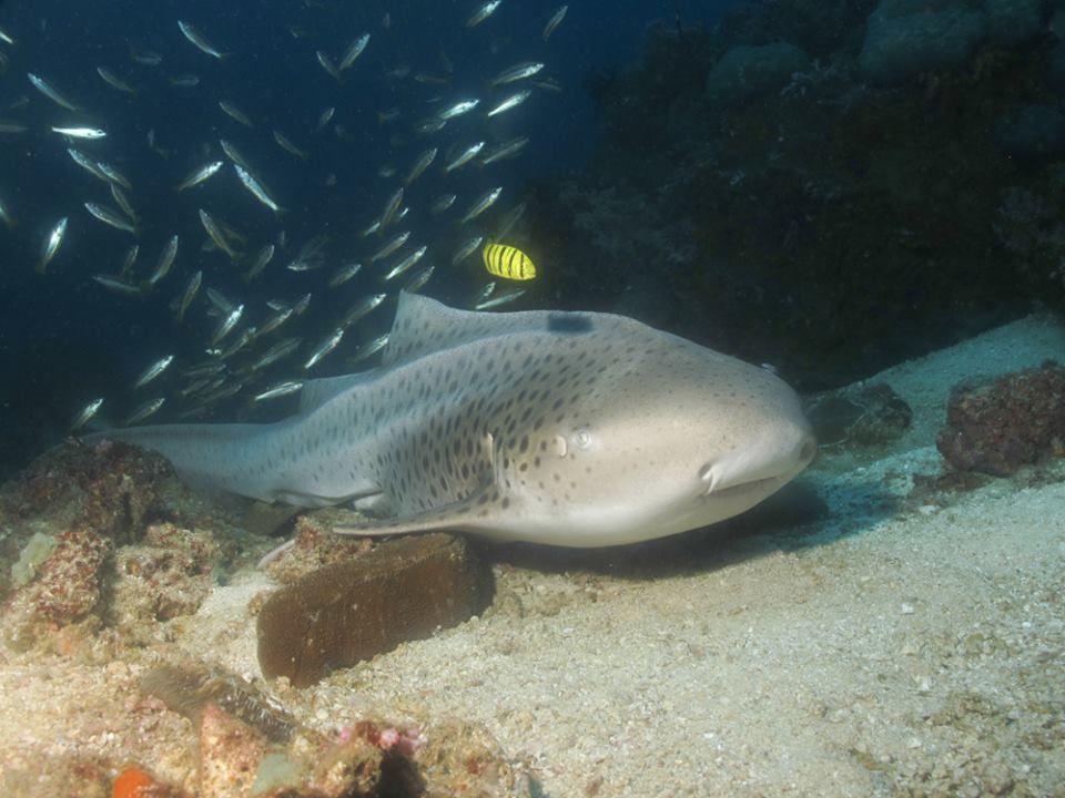 2cea99ab-6b0e-42d9-8ef0-fd599c4e34cd