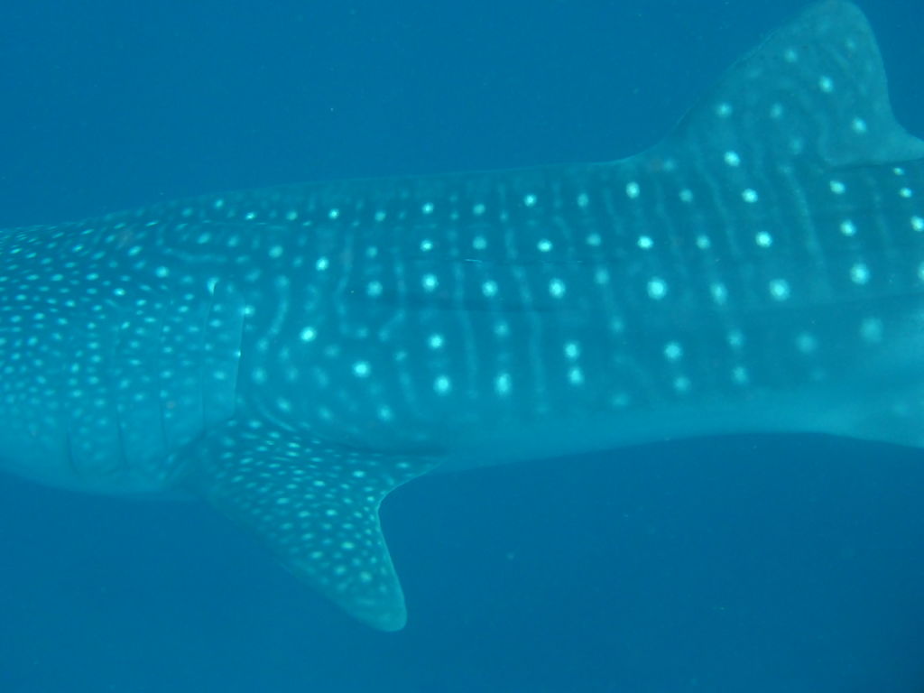 defe3e77-d097-4888-a305-9cc2df271084