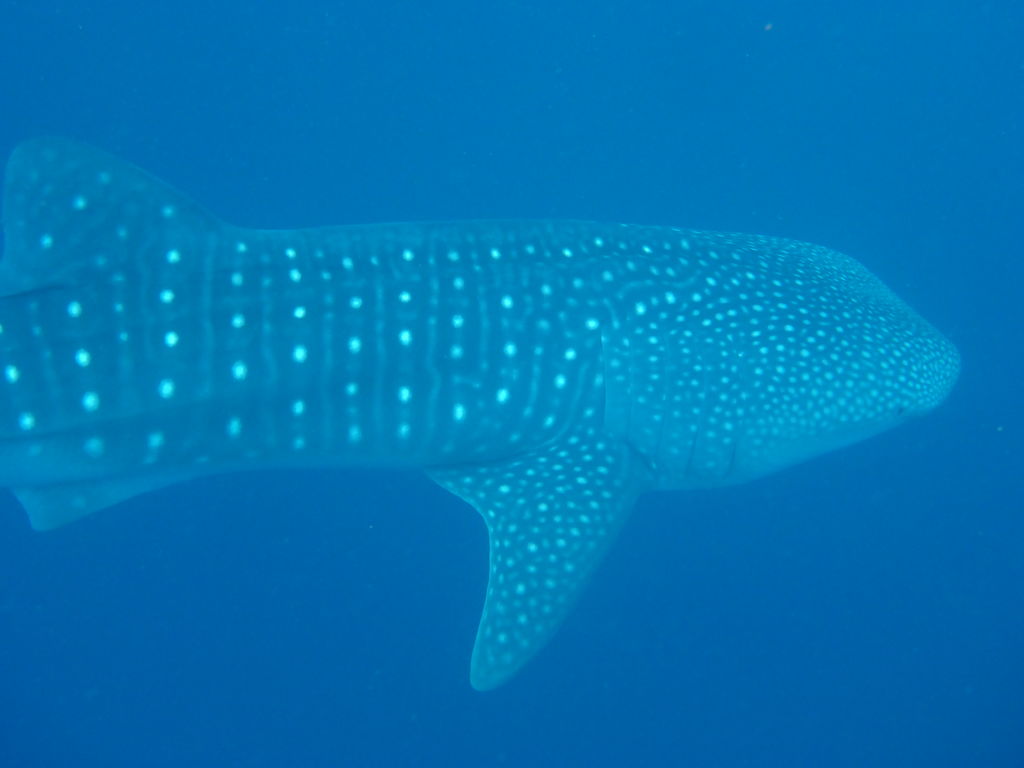 defe3e77-d097-4888-a305-9cc2df271084