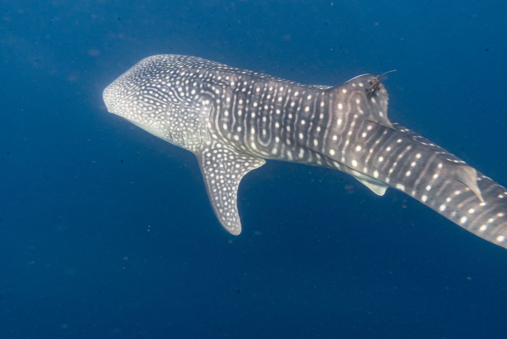 2fb5da56-734c-47aa-a436-f976d1c2abc2