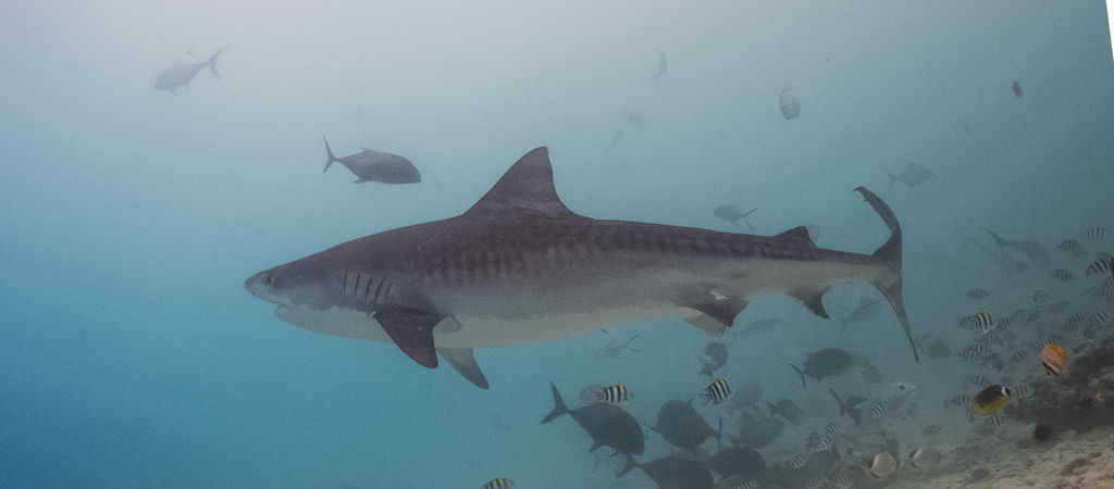 23a3b530-4a3c-4d03-bbfd-d5000d43eab5