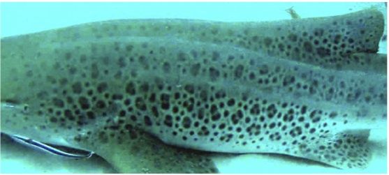 a9040eaa-1246-4df5-bc4f-34bdb5a7bf79