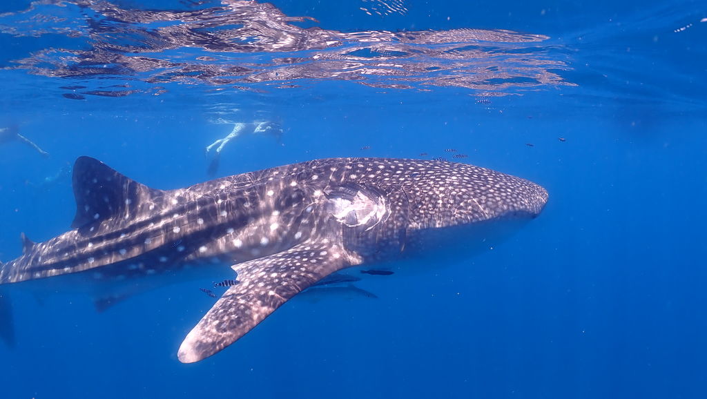 c9a86eaa-3582-4a6d-acdf-e04ecf62fcca