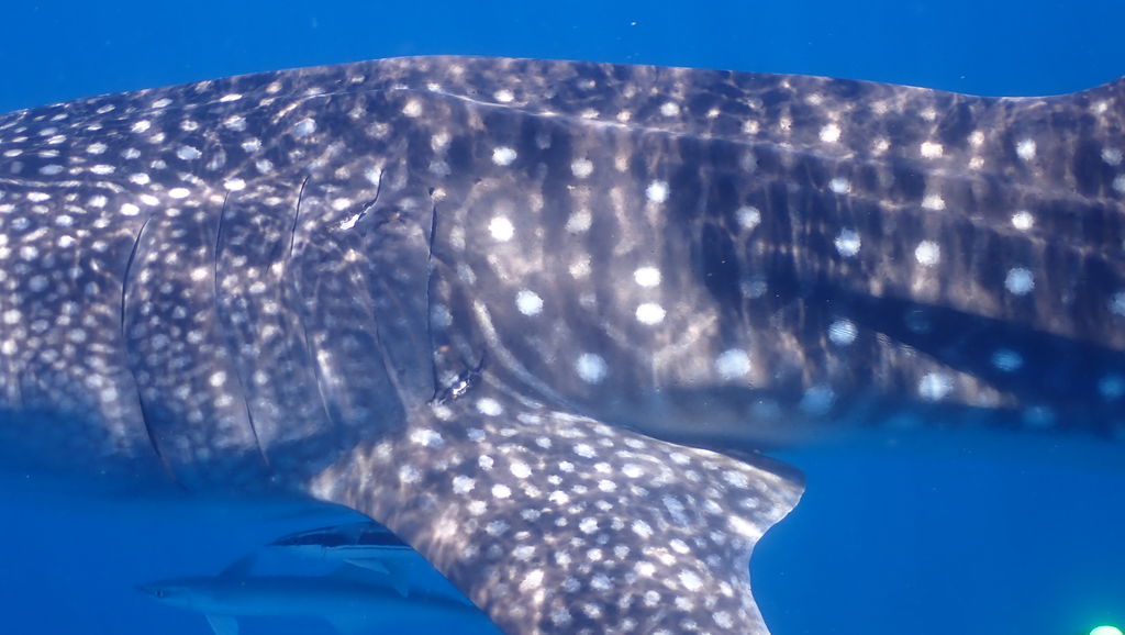 c9a86eaa-3582-4a6d-acdf-e04ecf62fcca