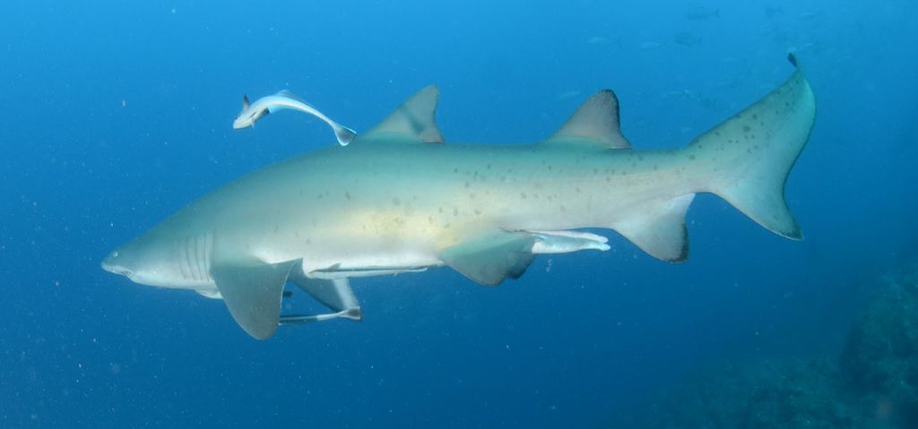 1ed36b32-c22e-4888-b379-828e57793228