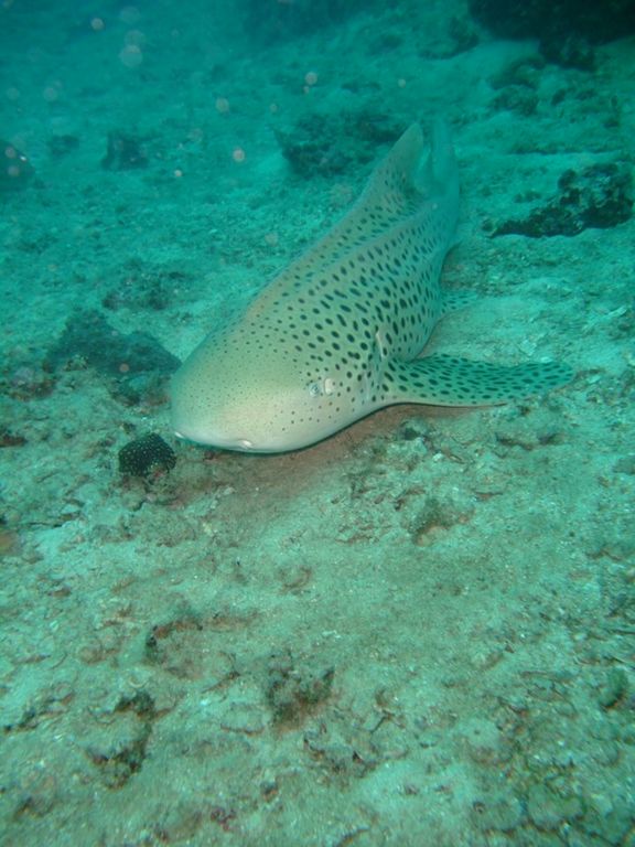 8f9f4994-cf06-413b-aa89-3b5e62fc5a8d