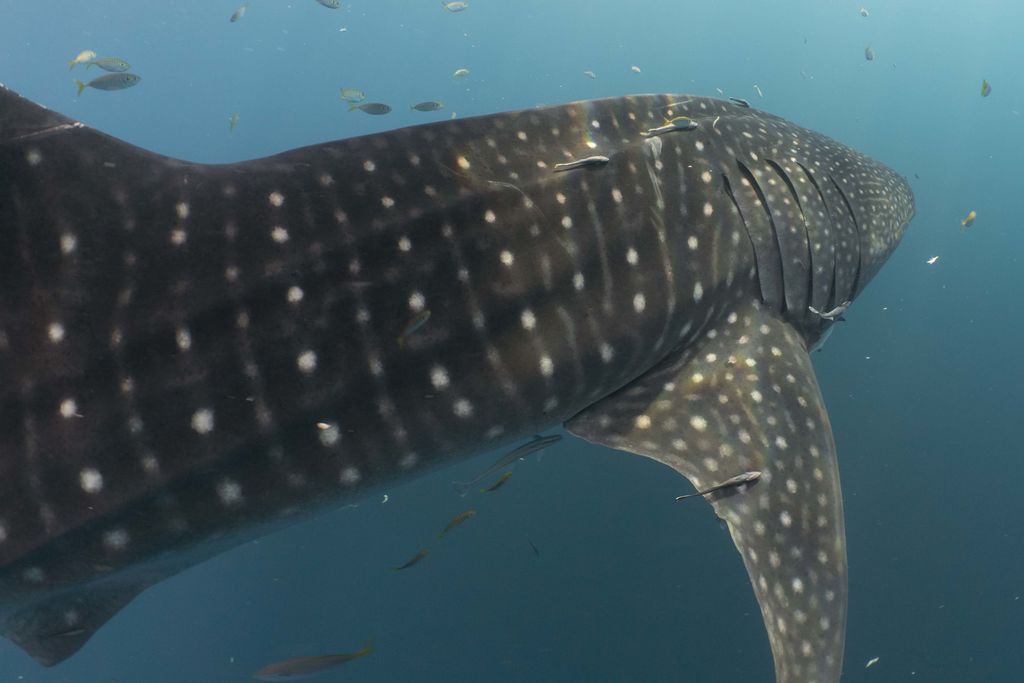 baadcf73-d8ee-492d-a8fc-f875ce42a1c8