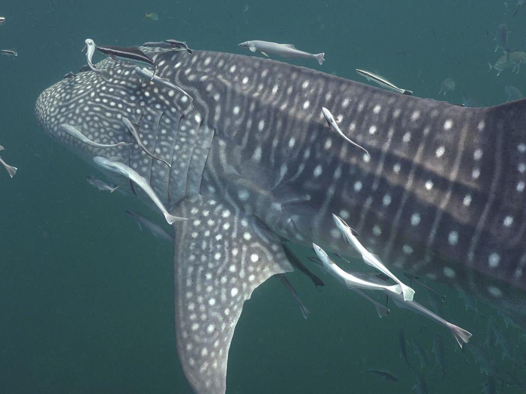 9d2b1b74-0f14-486a-967b-0eaa426b2cde