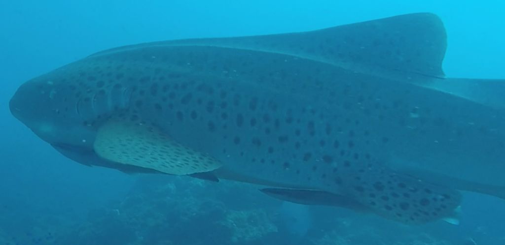 87d53f18-cbab-4b3c-90ba-4e7e5e959f51